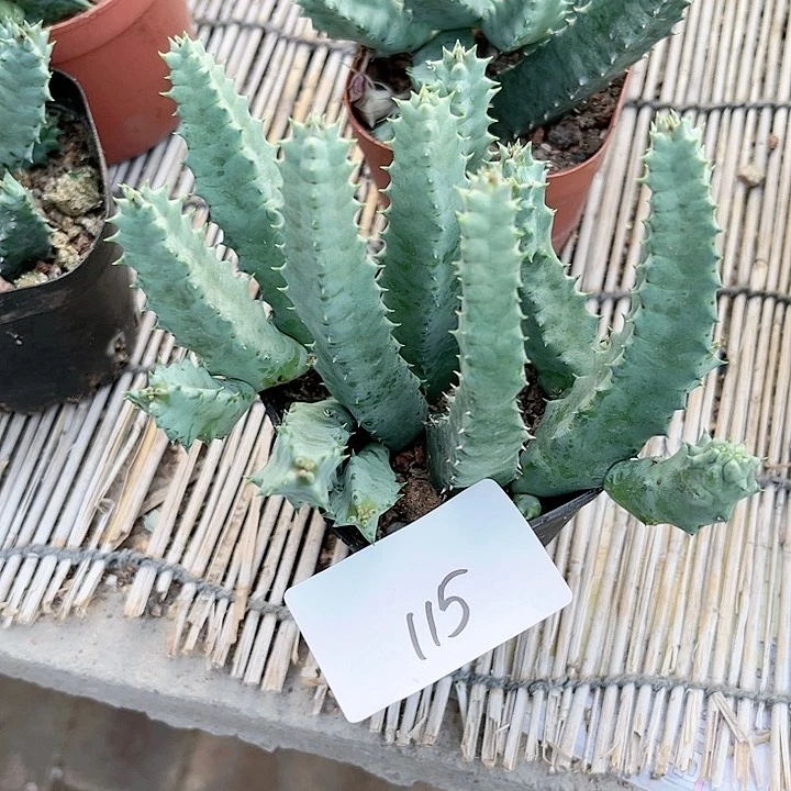 蔺****”甜甜圈一物一拍115