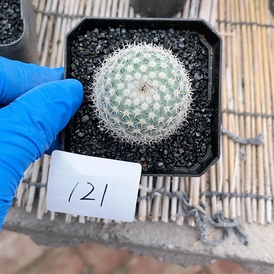 日系希望丸一物一拍121