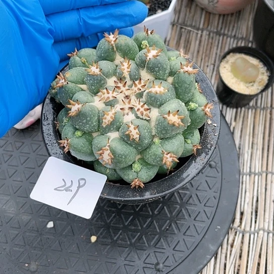 短豪刺象牙一物一拍229