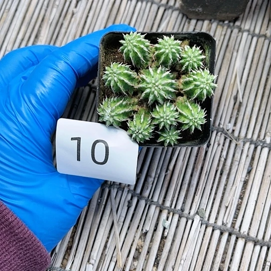 丰收大戟一物一拍10