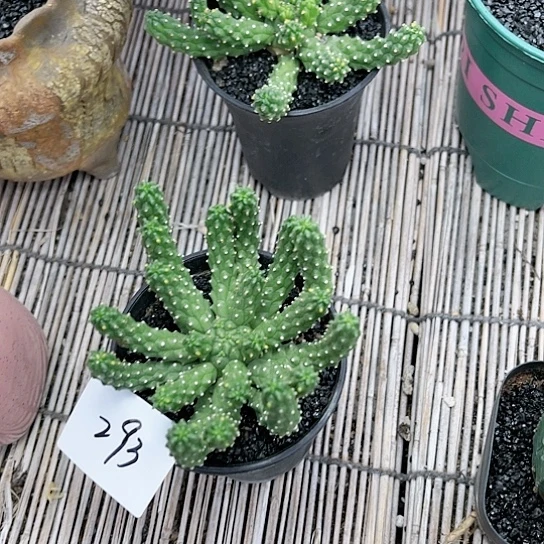 九头龙籽播一物一拍293