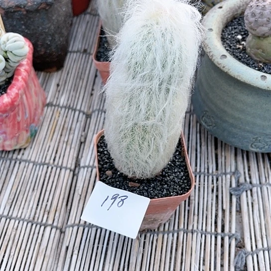 幻乐柱一物一拍198