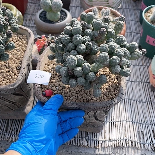 小**余足球团扇带粘木发货220