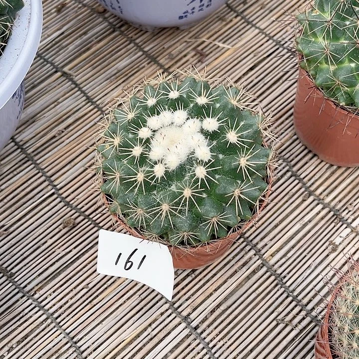 紫光殿一物一拍161