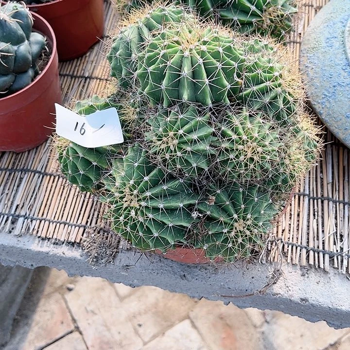 颜*玉黄仙玉一物一拍162