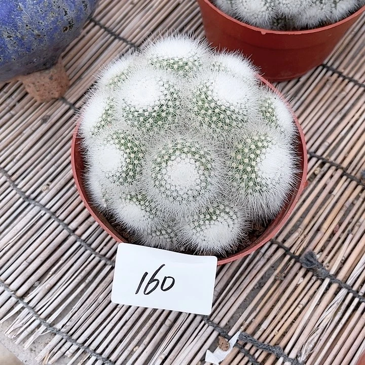 白小丁一物一拍160