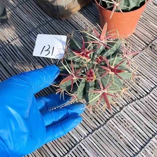 宽刺日出一物一拍131