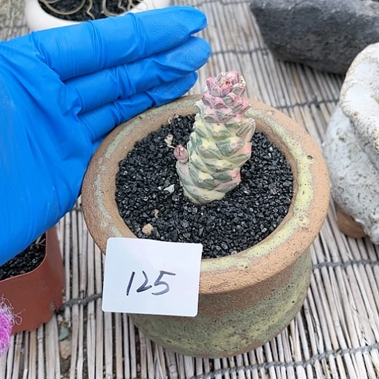 豚**妈将军阁锦仙人球一物一拍125