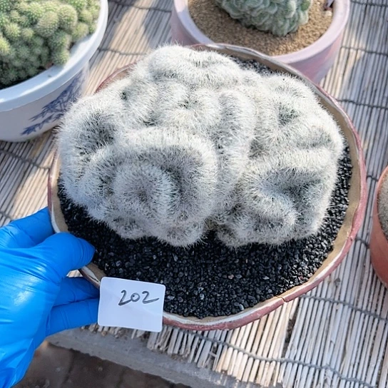 芳香丸缀一物一拍202