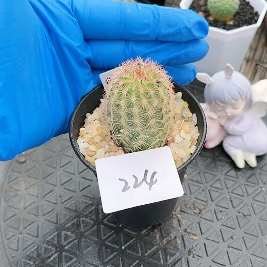 御旗虾一物一拍224