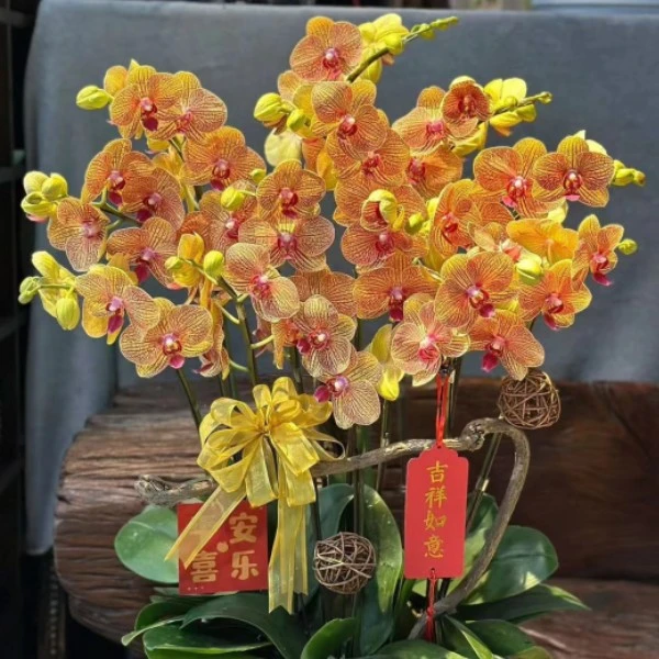【3个花剑】大花型  黄金甲  蝴蝶兰  花期6个月左右