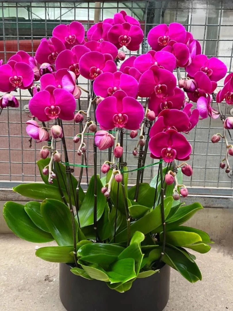 【带花剑】  3.5寸大杯  大辣椒蝴蝶兰  叶片易开裂 介意勿拍