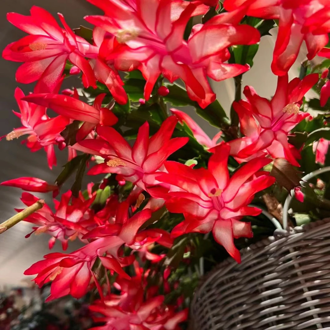 【配加仑盆发货】进口火焰红加勒比蟹爪兰带花苞