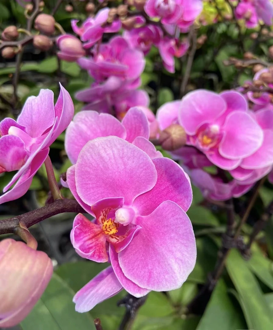 【两个花剑】大花明日之星蝴蝶兰带花剑盆栽花卉当年开花