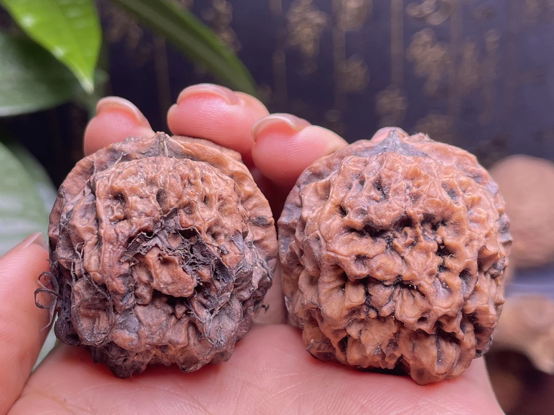 云南野生铁核桃——舍利子