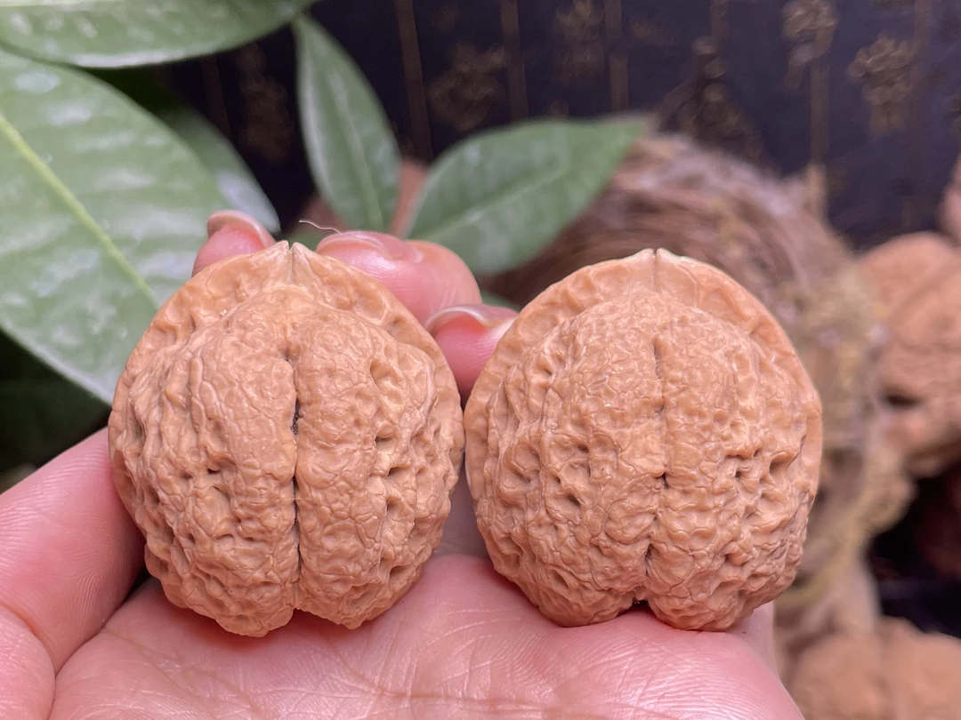 云南野生铁核桃——小开背