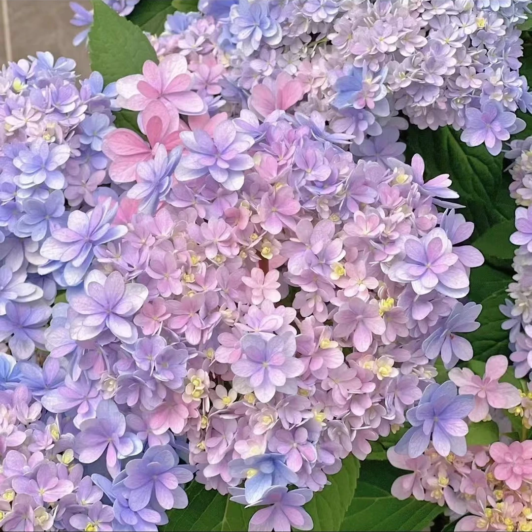 【桃子专属】佳澄 2加仑 地栽露养大花绣球 阳台庭院多季花卉带花苞