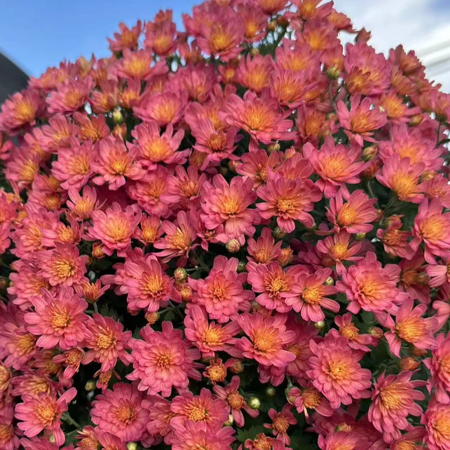 夏日蜜桃千头球菊多季开花 花量大会变色阳台庭院多年生好养盆栽