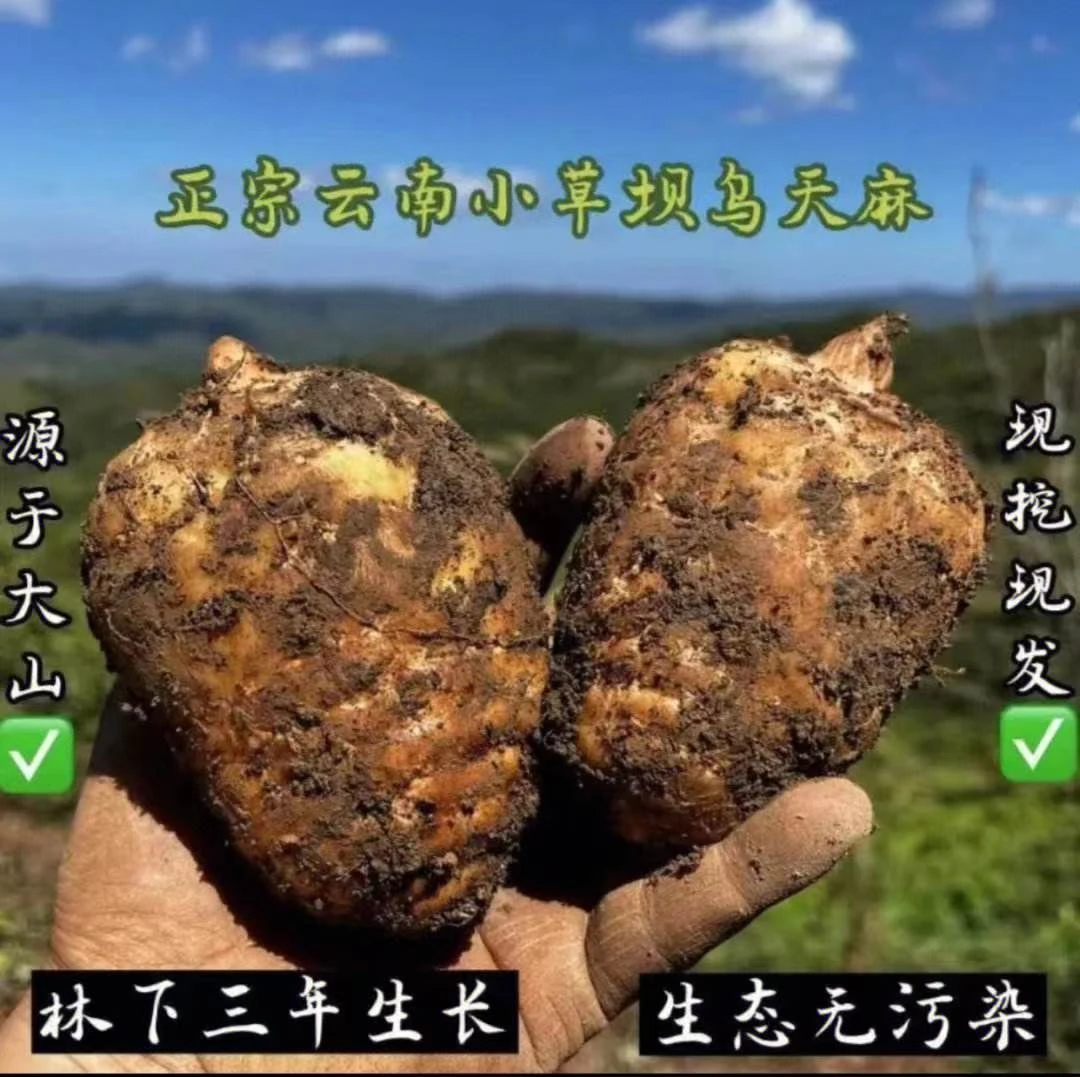 苹果云南小草坝乌天麻坏果5斤不售后