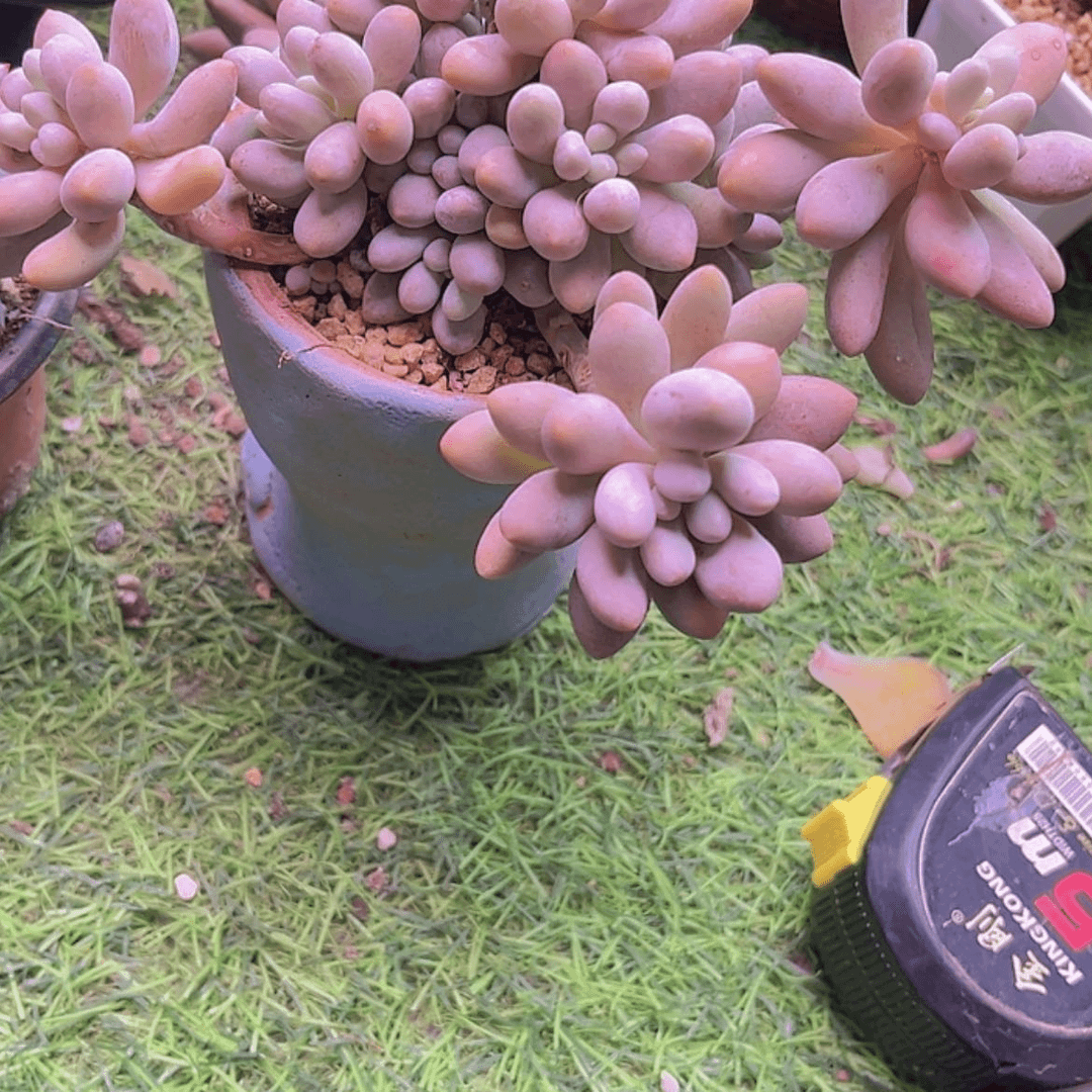 【闪购商品】?***y粉色恋人