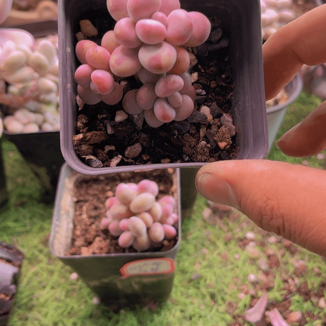 【闪购商品】¥**妹桃蛋