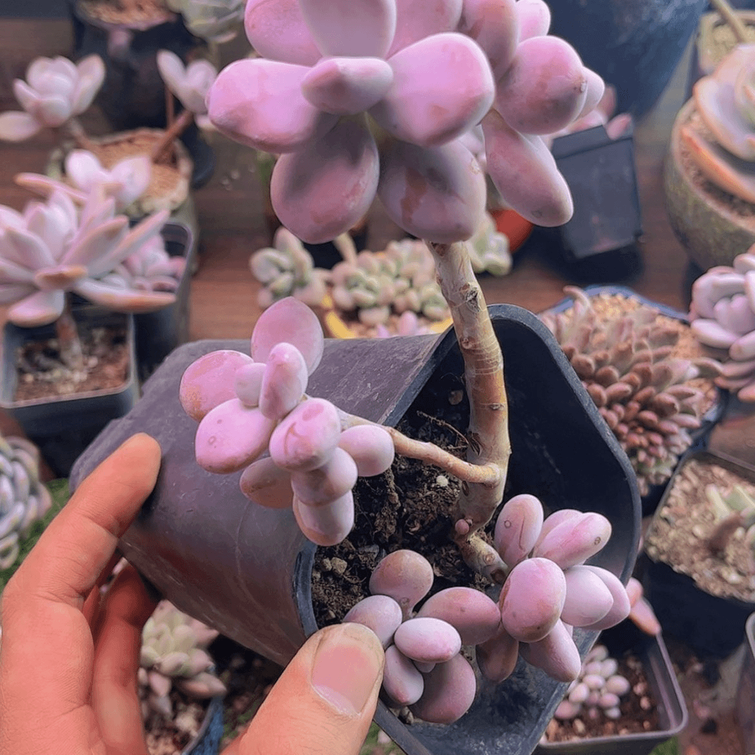【闪购商品】芸*桃霜