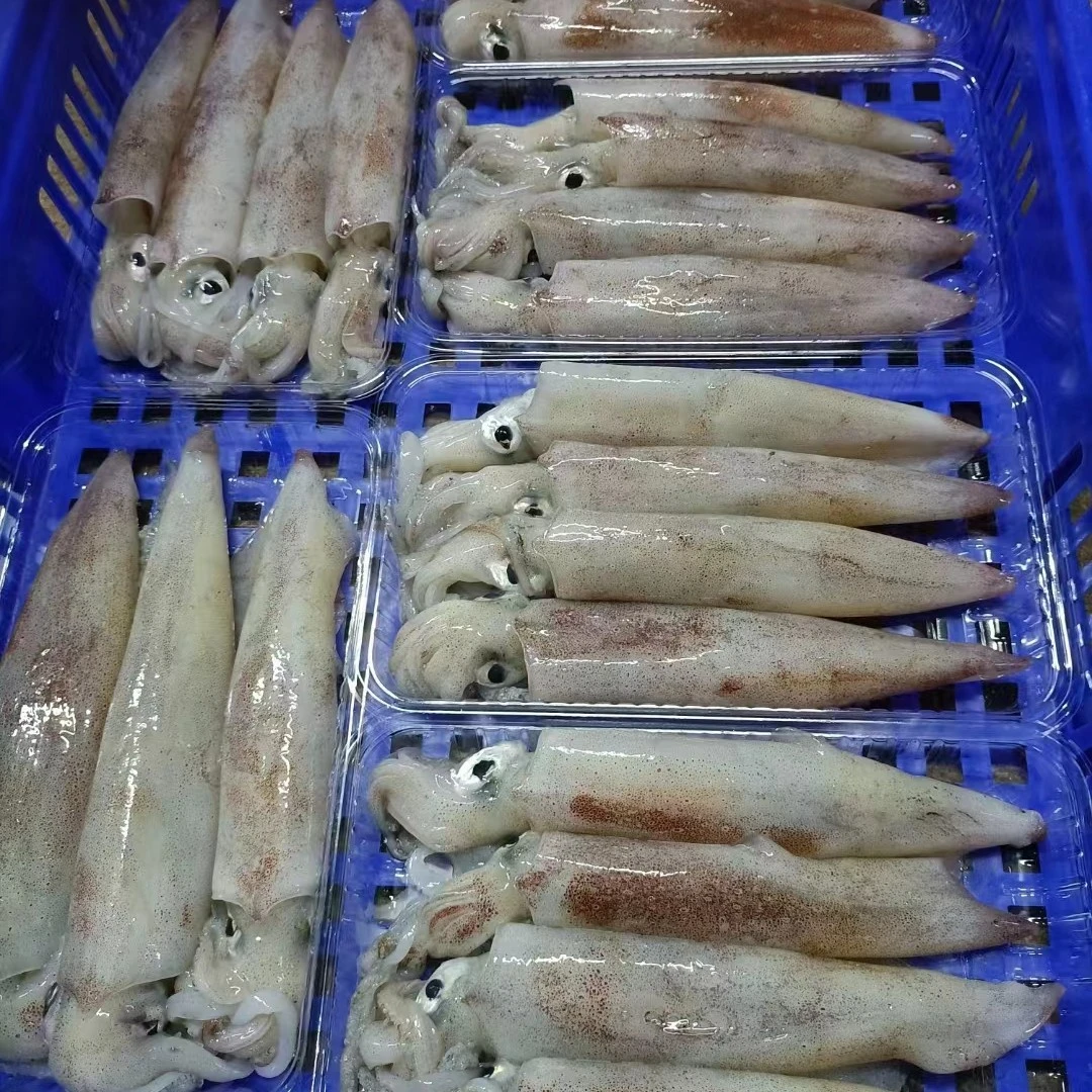 神泉本港 照灯鱿鱼5斤  （一斤3-5头）