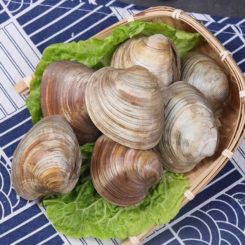 甜蜜海岸sweet coast红豆家 鲜活无沙 大蛤蜊美贝 肉质鲜嫩 5斤
