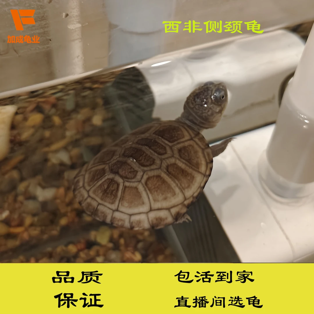 西非侧颈龟深水龟长颈热带观赏公母苗网红微笑脸鱼缸混养小猪乌龟