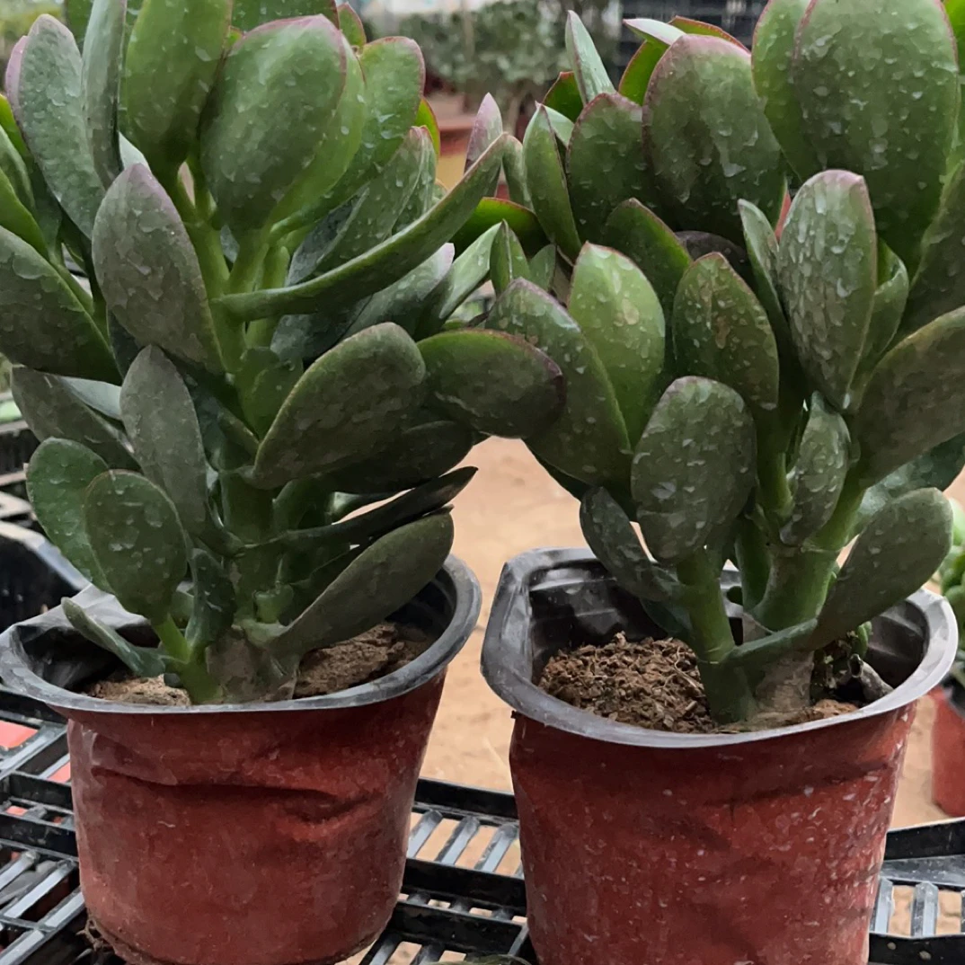 玉树盆栽多肉植物燕子掌室内防辐花卉活的玻璃翠
