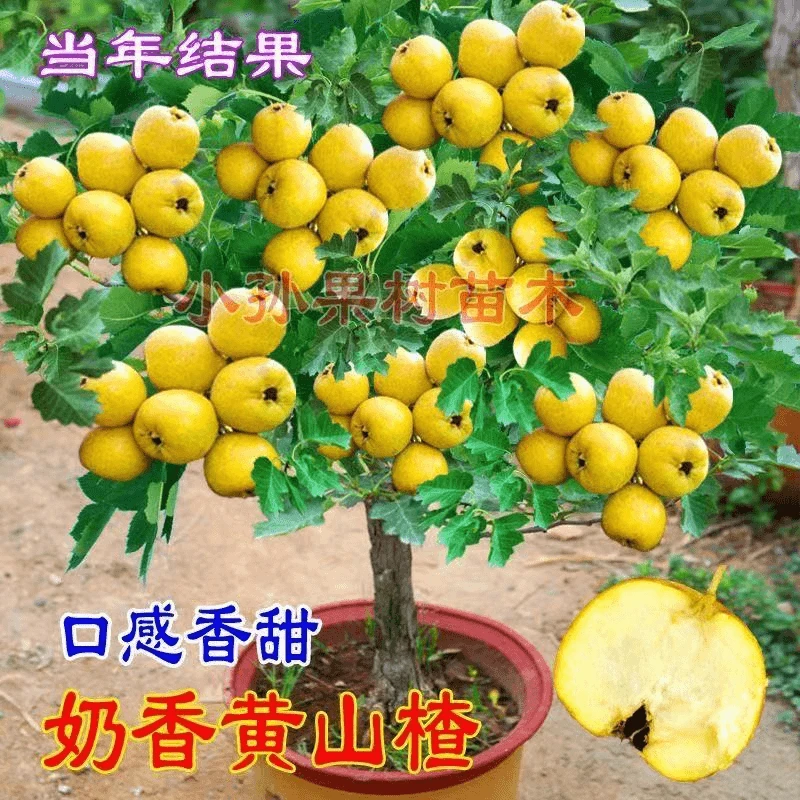 黄金豆山楂新品种无籽黄色山楂树苗大果黄如意黄金山楂苗当年结果