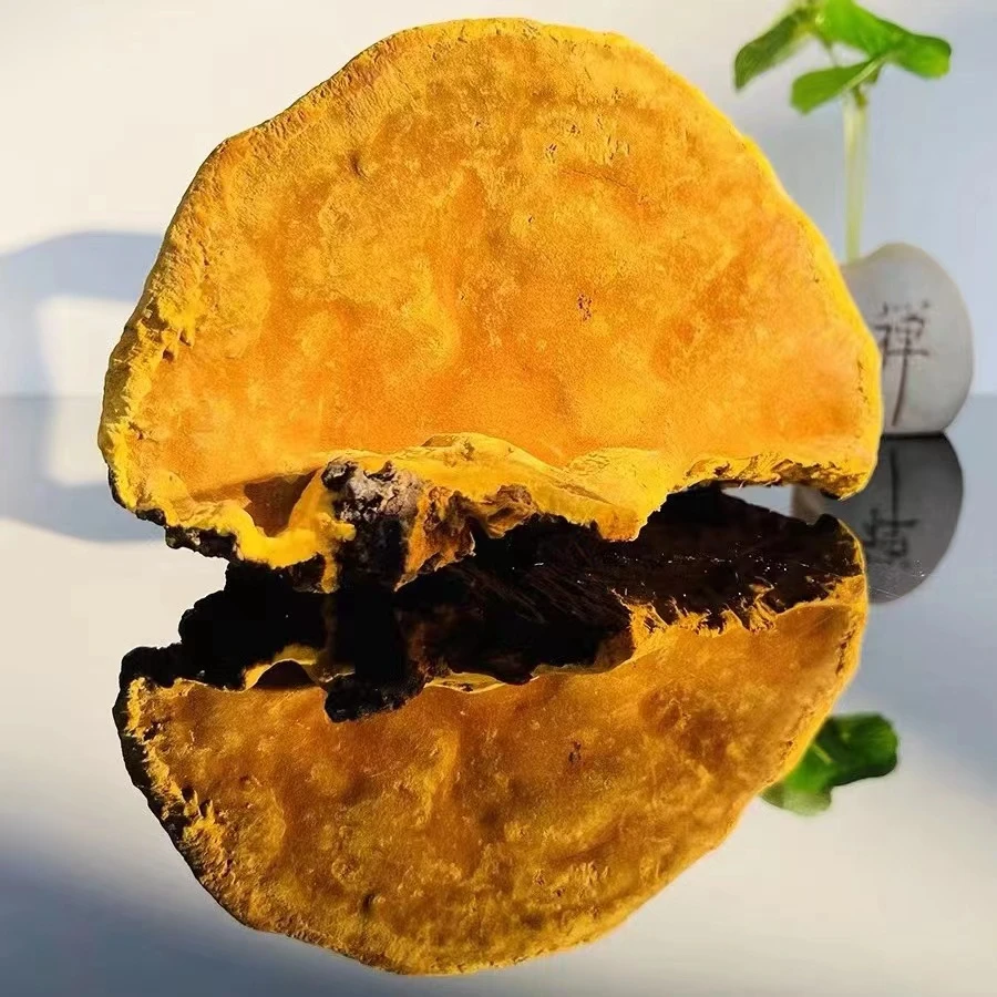 【膳养】 桑桑 黄黄 鱼胶花胶 干货