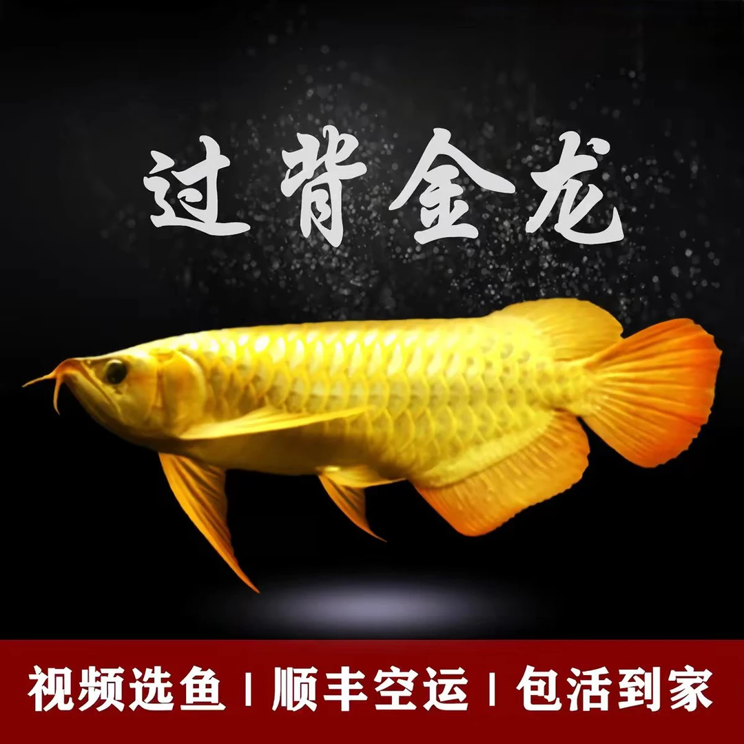 过背金龙 观赏鱼活体宠物鱼