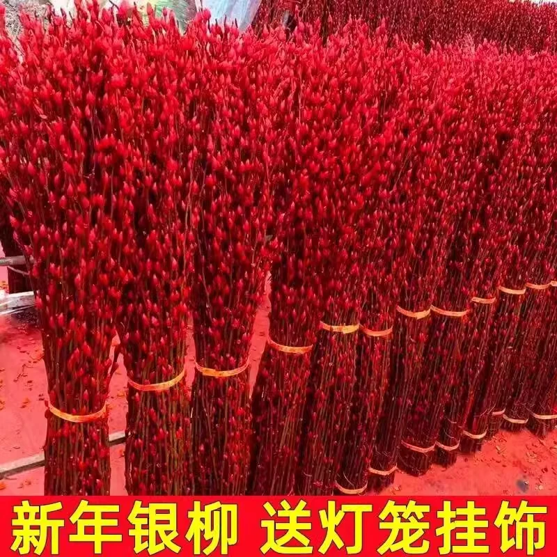 真花银柳年宵花卉彩色鲜枝观花水养植物客厅红色装饰品花束耐寒