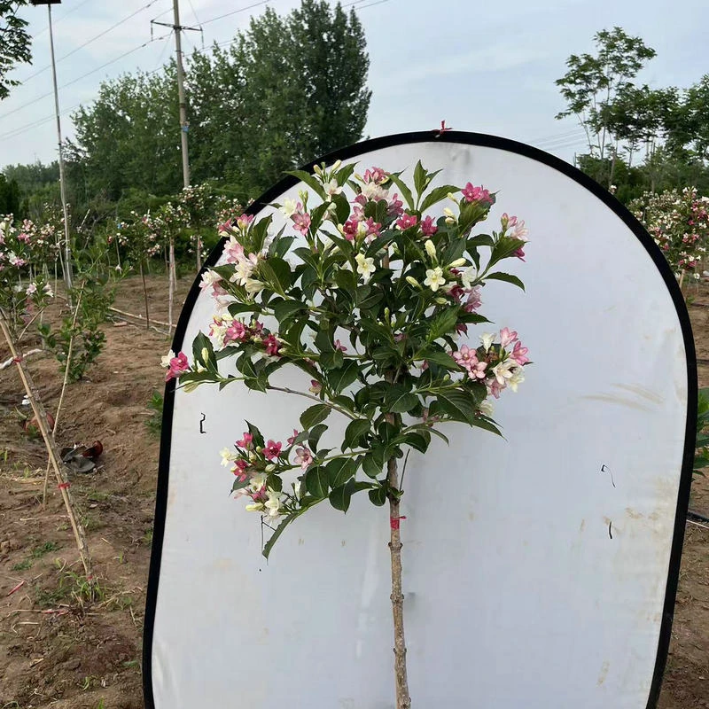 五彩锦带花树苗庭院耐寒耐旱地栽花卉苗木红王子锦带花苗灌木植物