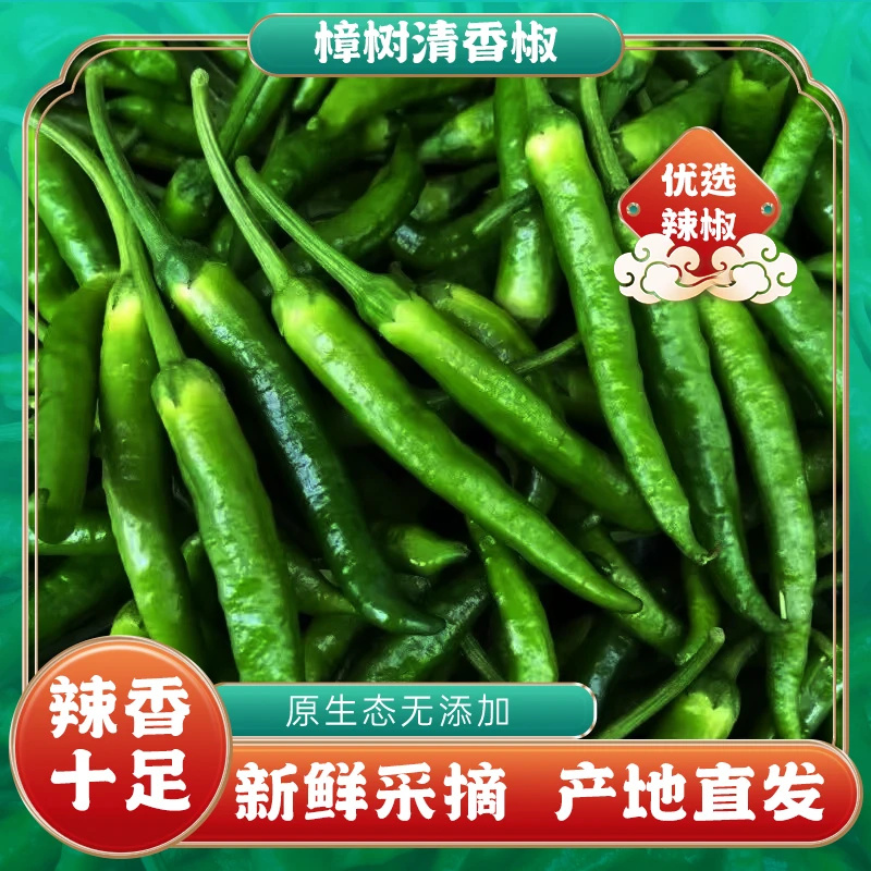 【樟树清香椒】新鲜嫩皮、现摘现发