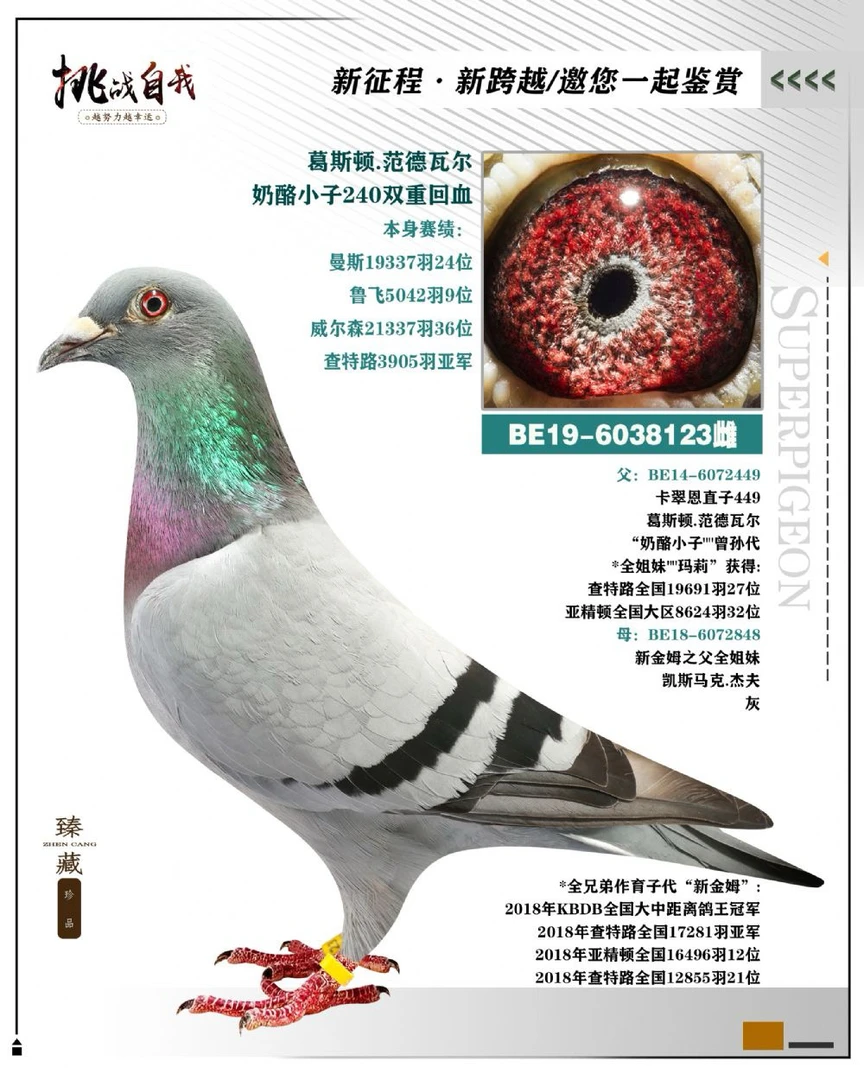比利时圆环 特留种鸽 公棚成绩鸽