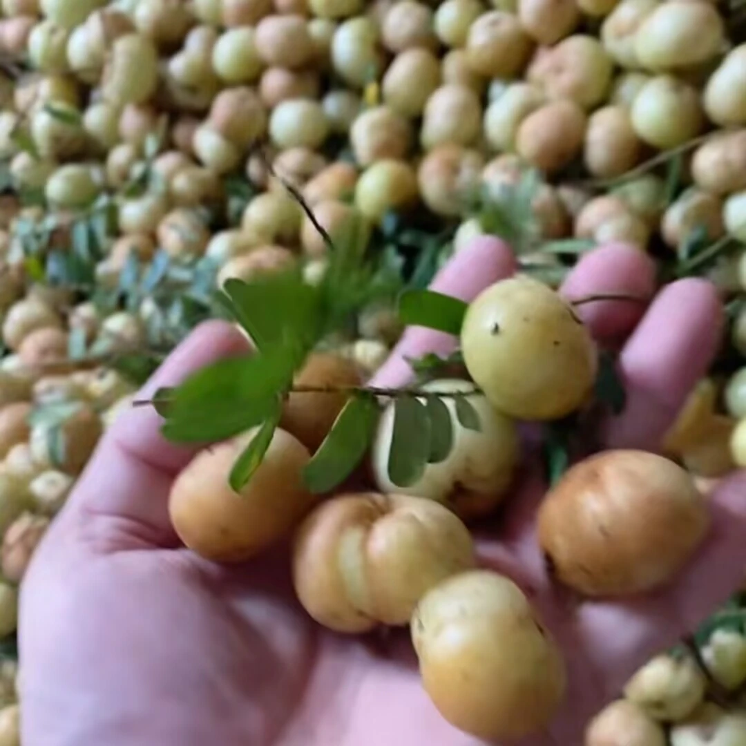 1包老树枞崩坎油甘果