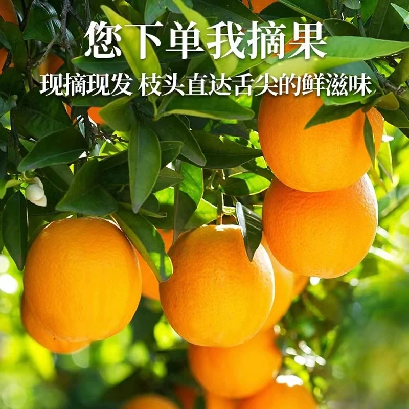 【富川脐橙】广西脐橙箱装5-10斤水果当季新鲜果园现摘香甜多汁橙子