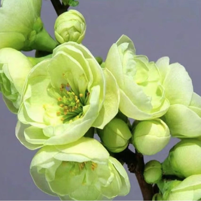 【10年老桩】稀有品种绿宝石海棠开花大重瓣花耐寒好养南方带花芽