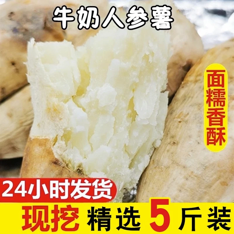 【牛奶人参薯】人参薯新鲜现挖沙地白心红薯5斤粉糯香甜高州老品种
