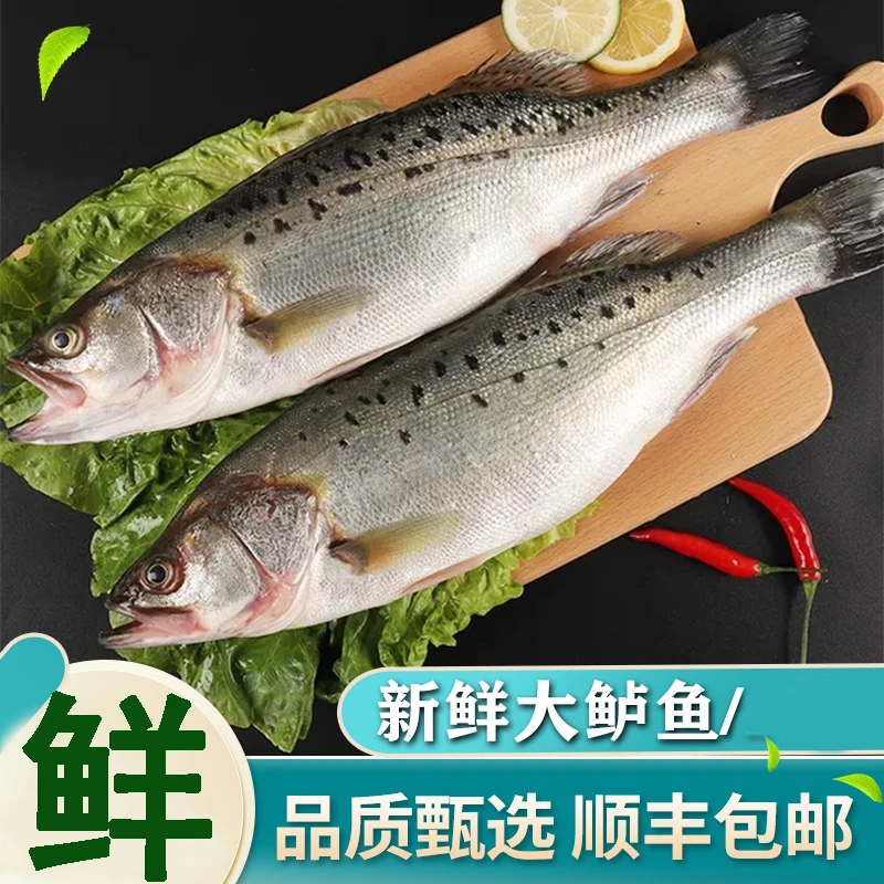 海鲈鱼新鲜海捕大鲈鱼鲜活冷冻深海鱼花鲈鱼特大条海鲜水产包邮