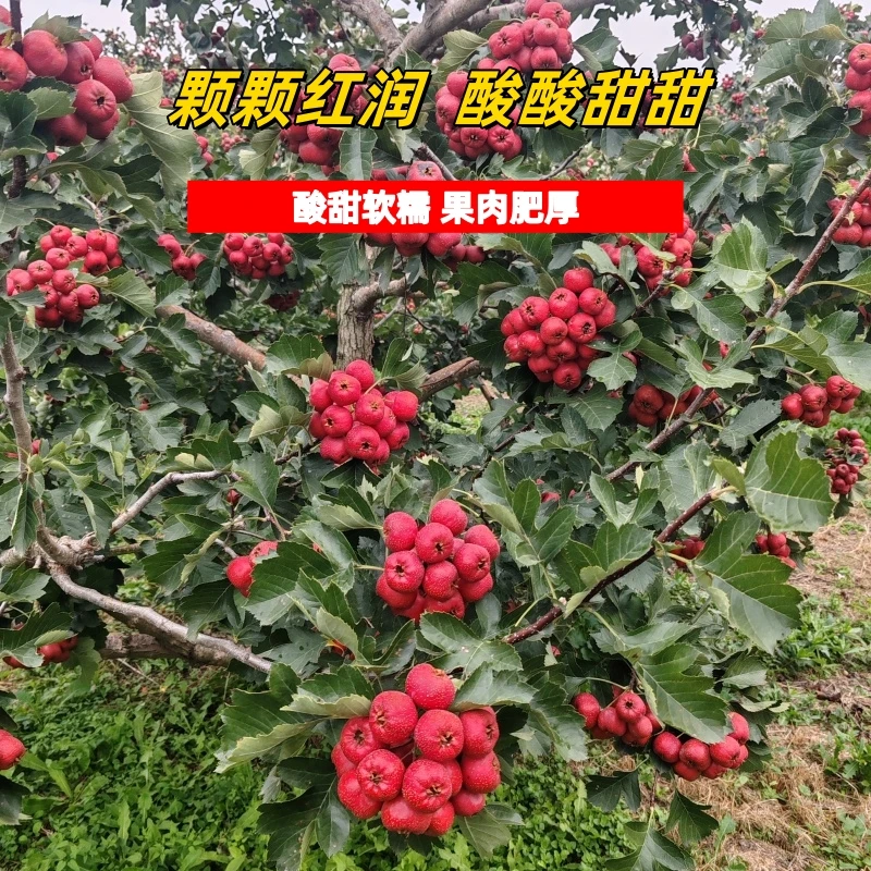 【果园现发】现摘现发大金星山楂特惠装山西绛县新鲜采摘山楂果山里