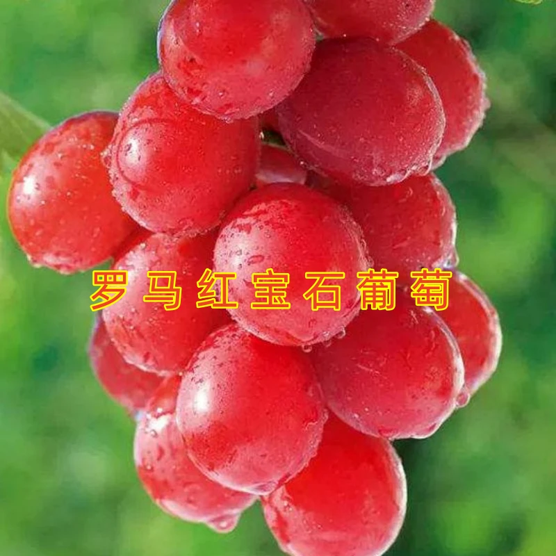 爬藤王葡萄苗 南北方种植 盆栽地栽巨峰蓝宝石阳光玫瑰葡萄果树苗