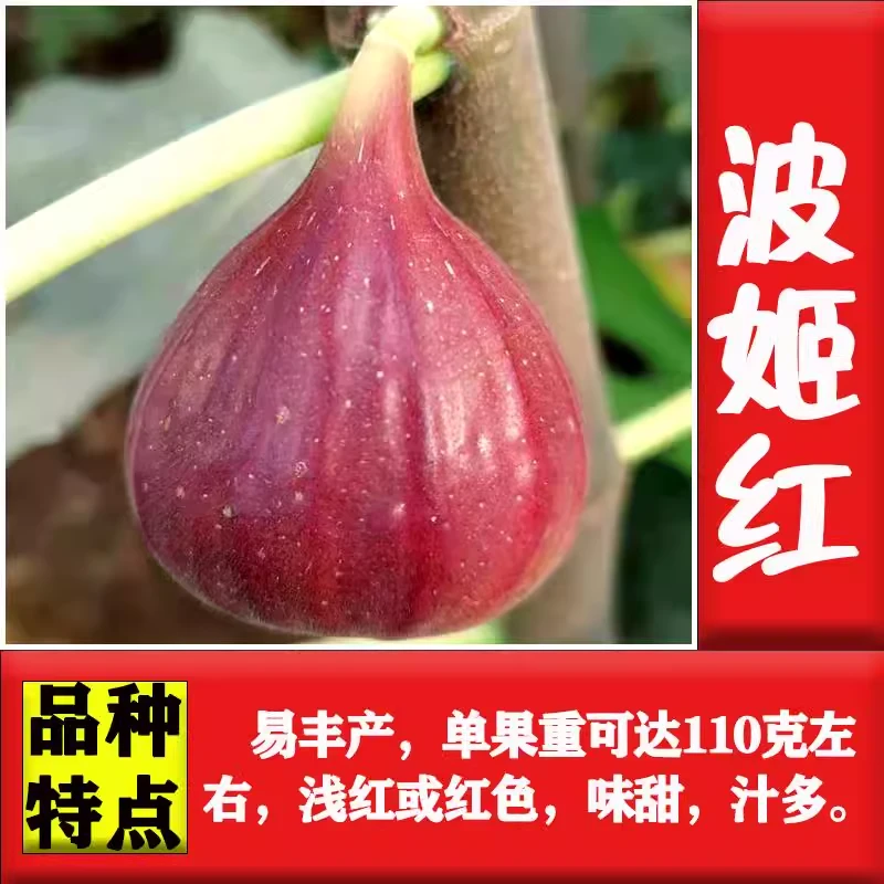 无花果苗南方北方盆栽地栽都可抗寒波姬红布兰瑞克日本紫果大果型