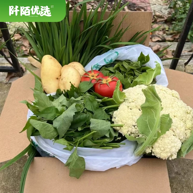 琅岐阡陌时令生态蔬菜组合 产地发货 健康