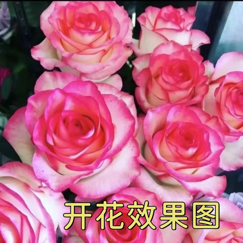 【西哥】【艾莎】花苞发货月季花苗四季开花浓香庭院阳台