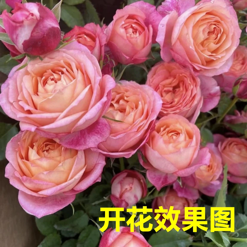 西哥【大花美人】花苞发货月季花苗四季开花浓香庭院阳台