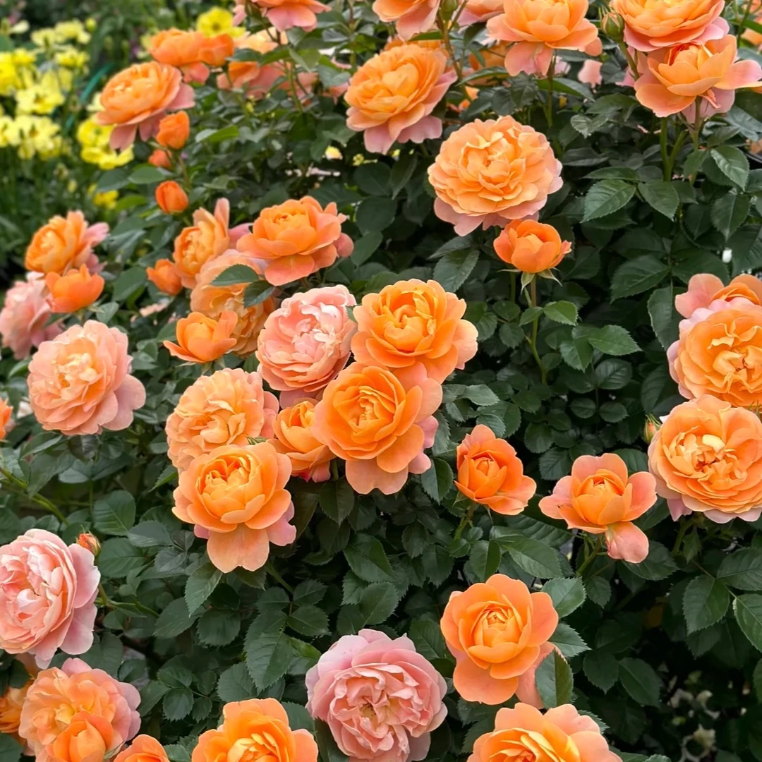 300【果汁阳台】+【果汁美人】花苞发货月季四季开花浓香庭院阳台