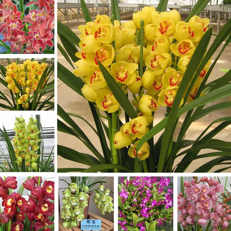 【大花蕙兰】种球年宵花卉重瓣大花品种齐全兰花盆栽地栽耐寒
